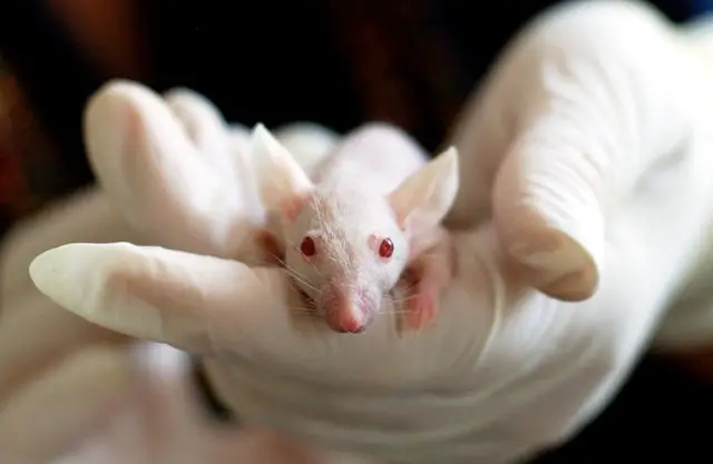 Mouse in an animal testing laboratory