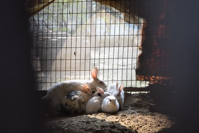 Rabbits in a cage