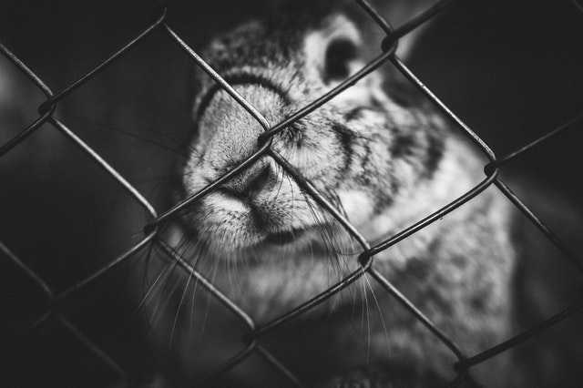 A bunny in a cage